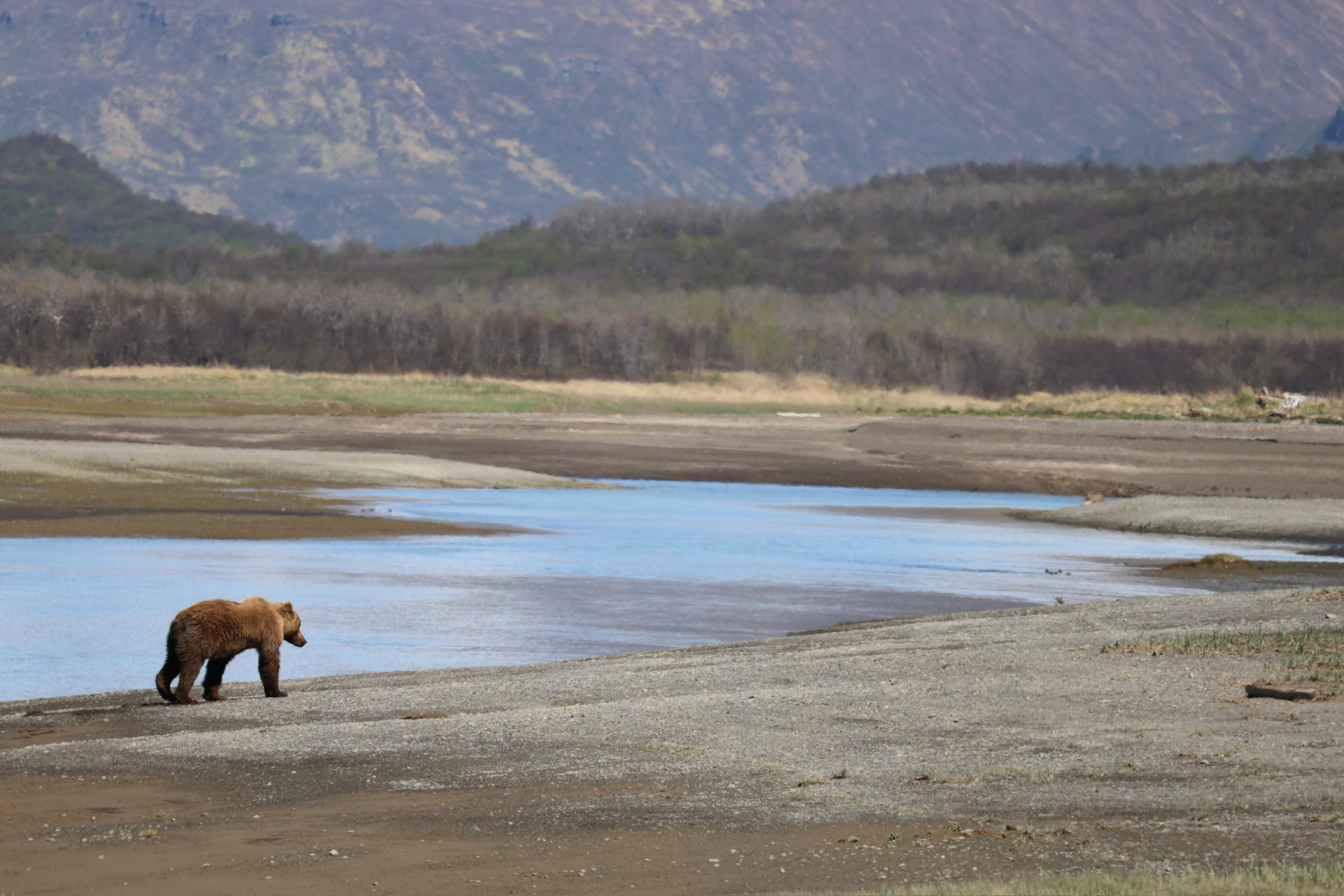 A brown bear in the wild signalling the wildlife guidance inside the guide